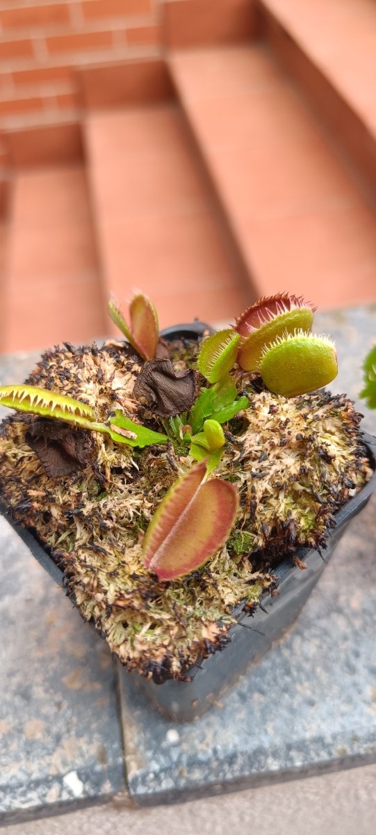 DIONAEA CLONES VARIADOS