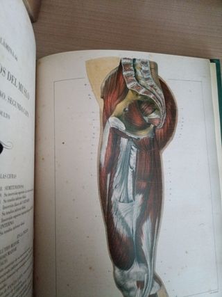 Tratado anatomía del hombre