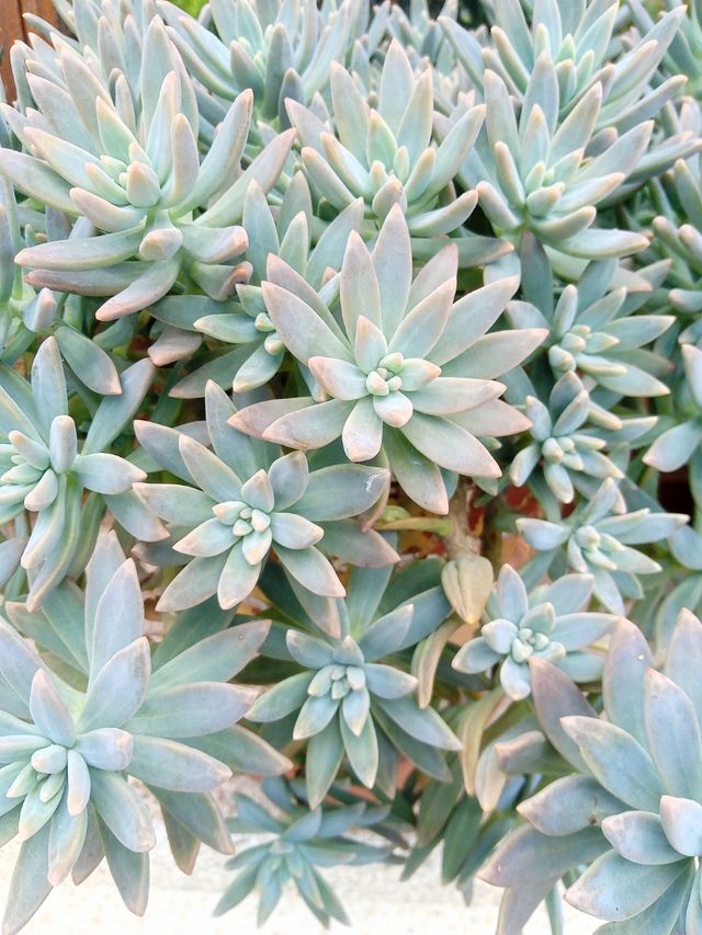 6 esquejes de Graptosedum.