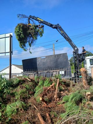 Podar y talas árboles limpieza parcelas 631355246