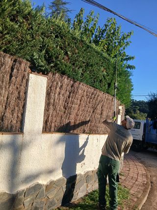 Podar y talas árboles limpieza parcelas 631355246