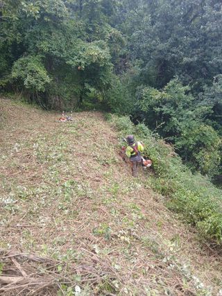 Podar y talas árboles limpieza parcelas 631355246