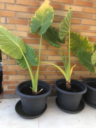 PLANTA OREJA DE ELEFANTE.ALOCASIA