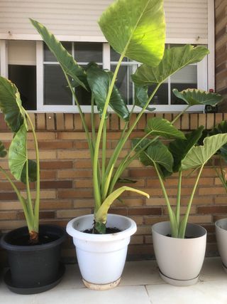 PLANTA OREJA DE ELEFANTE.ALOCASIA