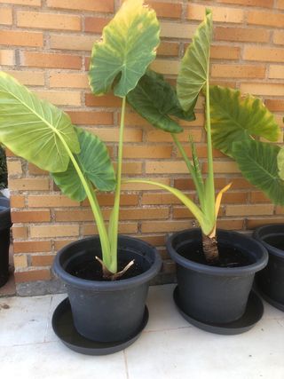 PLANTA OREJA DE ELEFANTE.ALOCASIA