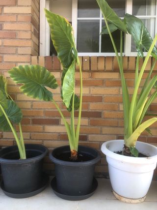 PLANTA OREJA DE ELEFANTE.ALOCASIA