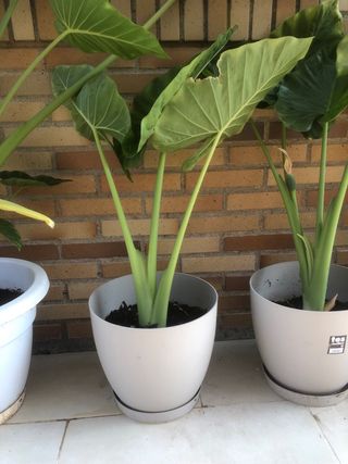 PLANTA OREJA DE ELEFANTE.ALOCASIA
