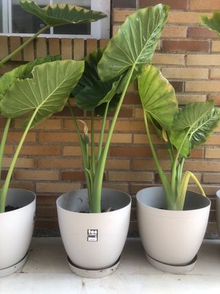 PLANTA OREJA DE ELEFANTE.ALOCASIA