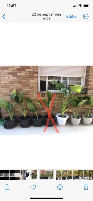 PLANTA OREJA DE ELEFANTE.ALOCASIA