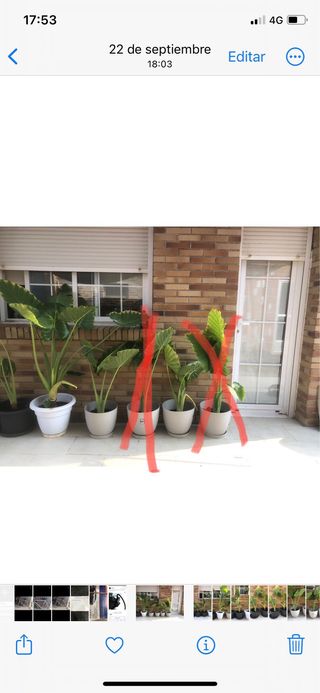 PLANTA OREJA DE ELEFANTE.ALOCASIA