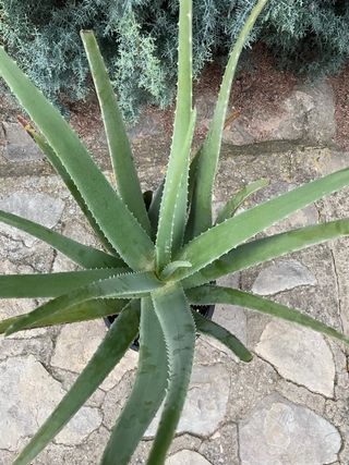 Planta aloe vera