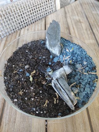 Terrario plantas microclima