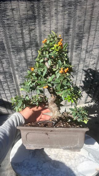 BONSAI PIRACANTA GRAN CALIDAD FRUTO NARANJA