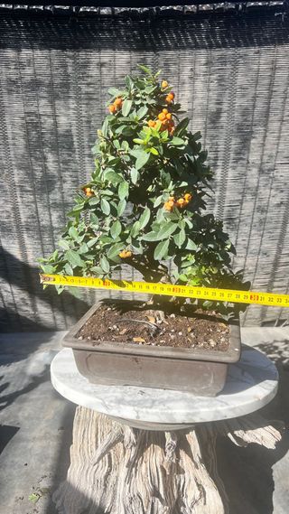 BONSAI PIRACANTA GRAN CALIDAD FRUTO NARANJA