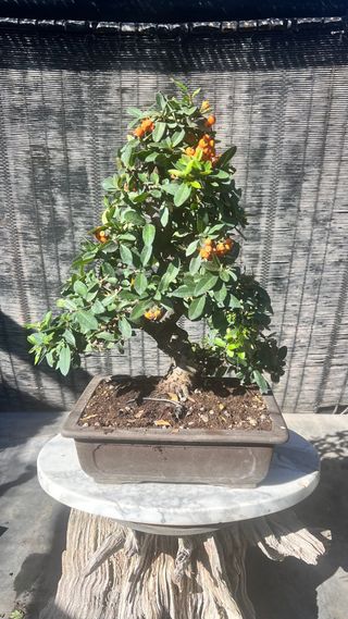 BONSAI PIRACANTA GRAN CALIDAD FRUTO NARANJA