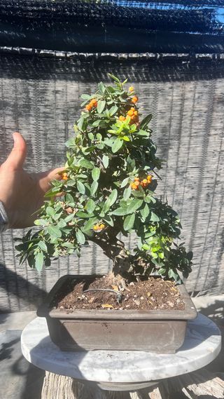 BONSAI PIRACANTA GRAN CALIDAD FRUTO NARANJA