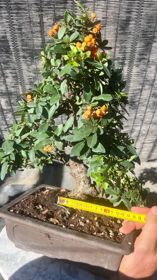BONSAI PIRACANTA GRAN CALIDAD FRUTO NARANJA
