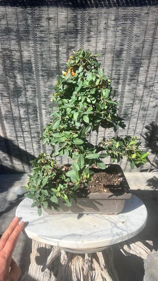 BONSAI PIRACANTA GRAN CALIDAD FRUTO NARANJA
