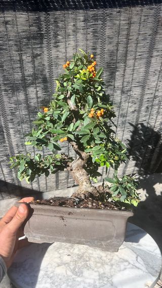 BONSAI PIRACANTA GRAN CALIDAD FRUTO NARANJA