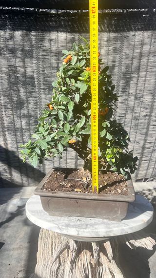 BONSAI PIRACANTA GRAN CALIDAD FRUTO NARANJA