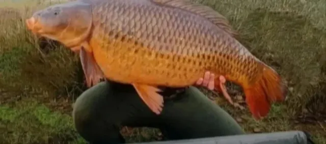 Carpfishing