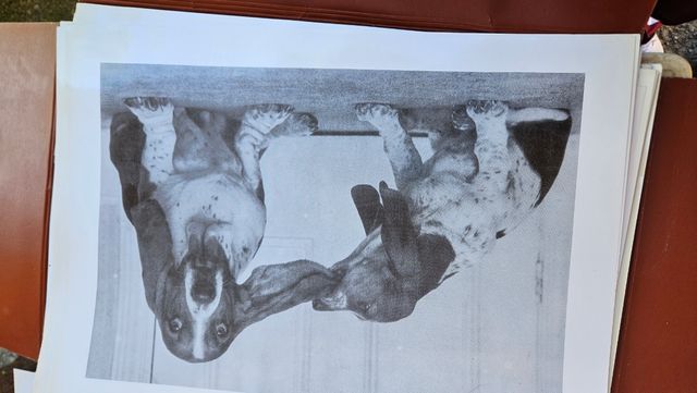 Poster quadri gatti cani animali vari