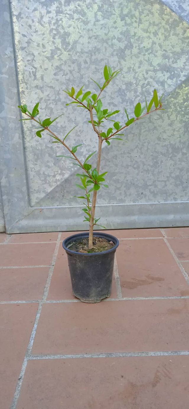 Pianta melograno h 20 cm in vaso bonsai prebonsai
