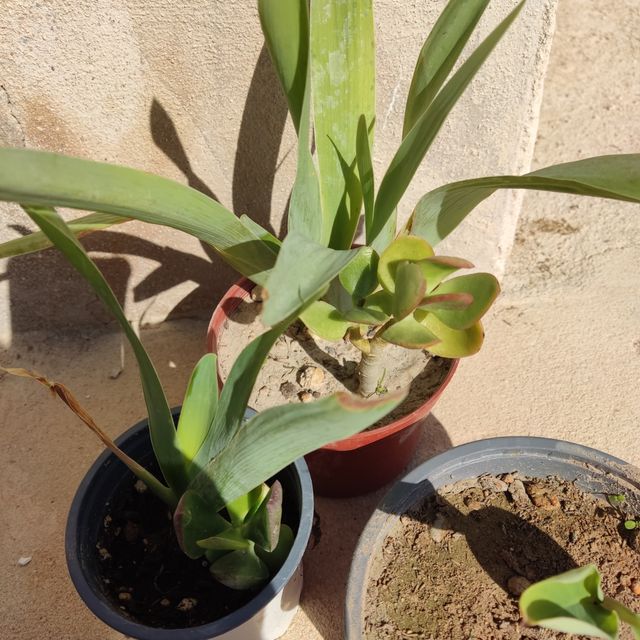 Lote 3 lirios combinadas