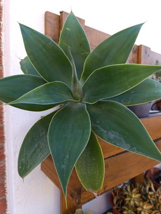 Plantas esquejes variedad