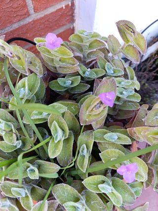 Plantas esquejes variedad