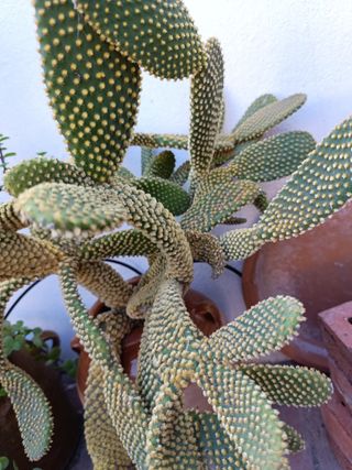 Plantas esquejes variedad