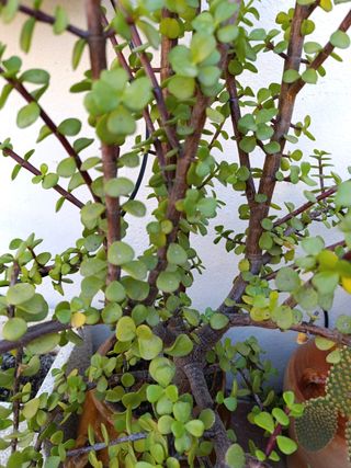 Plantas esquejes variedad