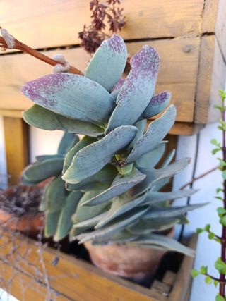 Plantas esquejes variedad