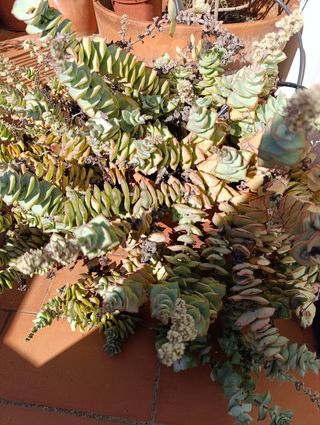 Plantas esquejes variedad