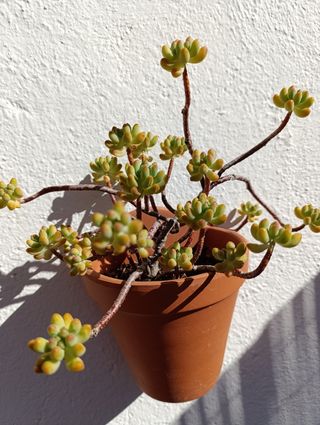 Plantas esquejes variedad