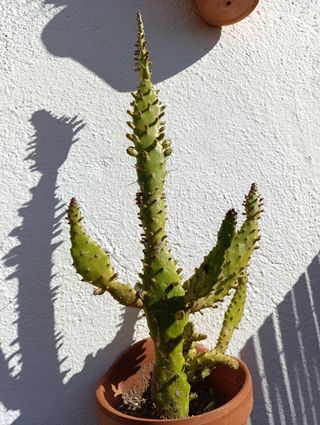 Plantas esquejes variedad