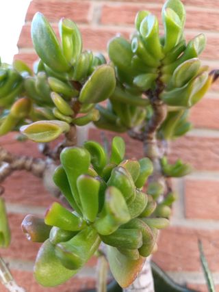 Plantas esquejes variedad