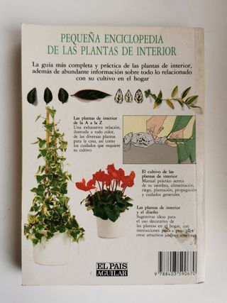 Planta de interior + Cactus