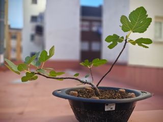 Pre bonsai ficus carica