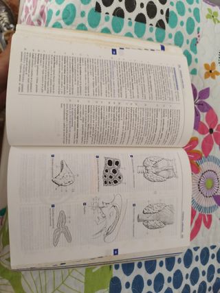 Feneis nomenclatura anatómica ilustrada