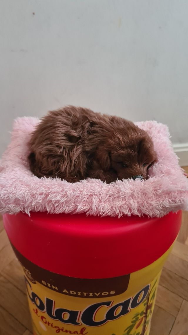 Perro juguete decoración