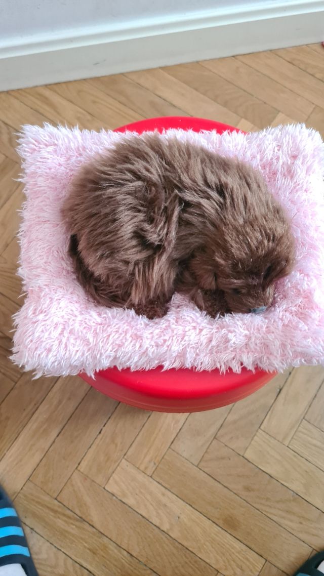 Perro juguete decoración