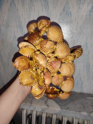 Portafiori o cestino di conchiglie