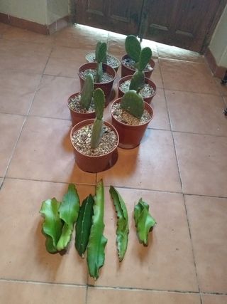 Lote de 7 chumberas y 6 pitayas