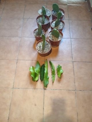 Lote de 7 chumberas y 6 pitayas