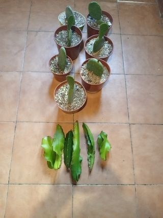 Lote de 7 chumberas y 6 pitayas