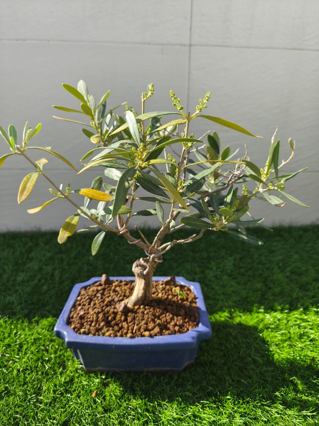 Bonsai olivo.
