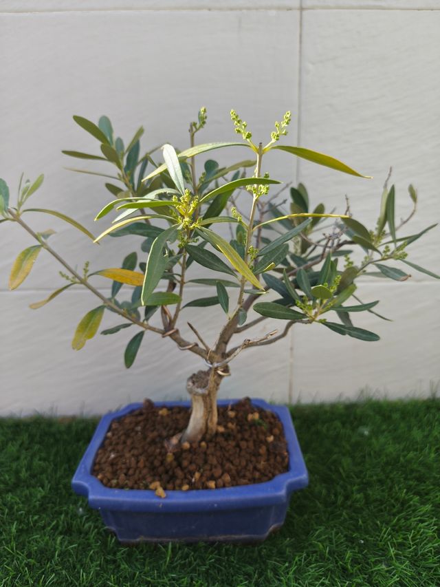 Bonsai olivo.