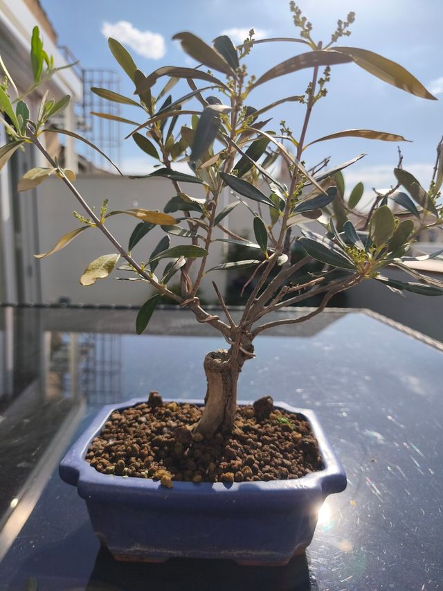 Bonsai olivo.