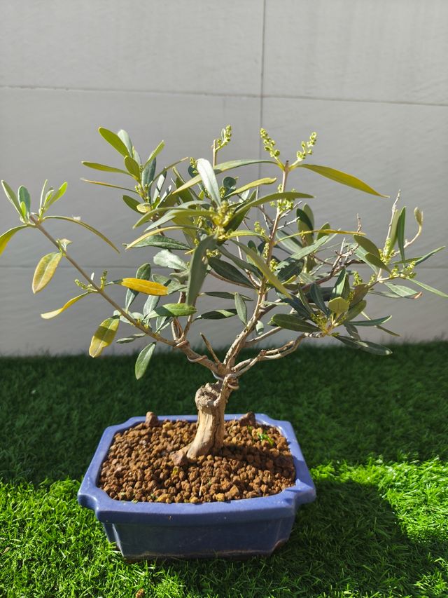 Bonsai olivo.